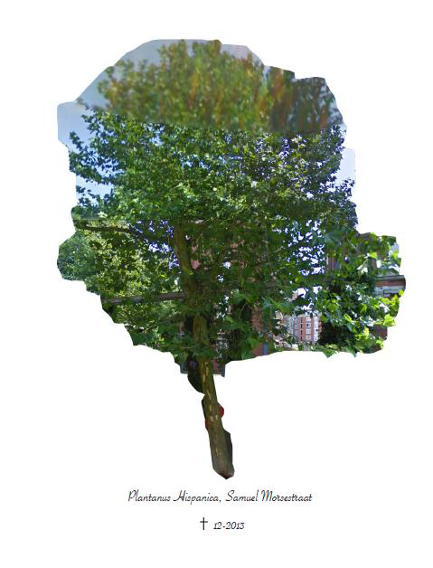 Read more about the article The Plantanus Hispanica