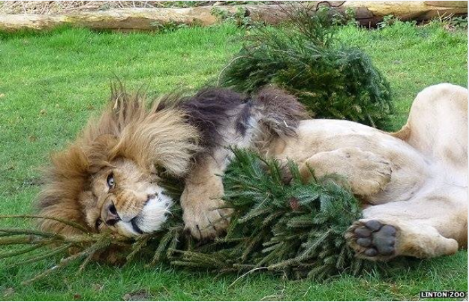 Read more about the article Chrismas trees